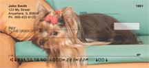 Yorkies Are Fun