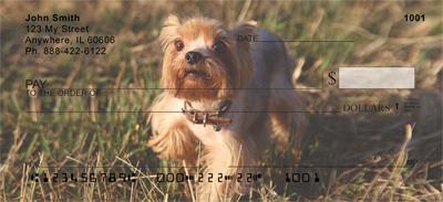Yorkies Are Fun