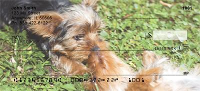 Yorkies Are Fun