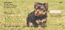 Playful Yorkies