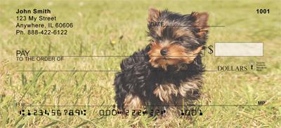 Playful Yorkies
