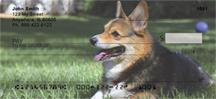Playful Corgis