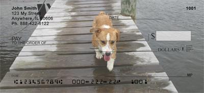 Playful Corgis