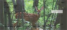 Whitetail Fawn