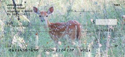 Whitetail Fawn