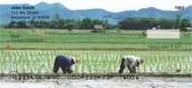 Rice Farming