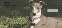 Greyhound Puppies