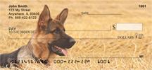 Alert German Shepherds