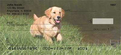 Golden Retrievers By The Water