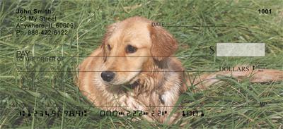 Goldens In The Grass