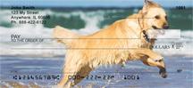 Golden Retrievers On The Beach