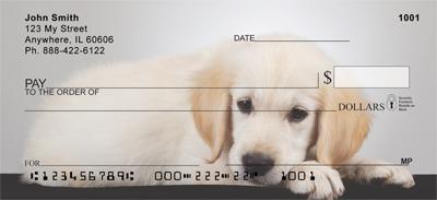 Golden Retriever Puppies