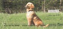 Watchful Golden Retrievers