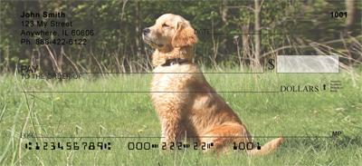 Watchful Golden Retrievers