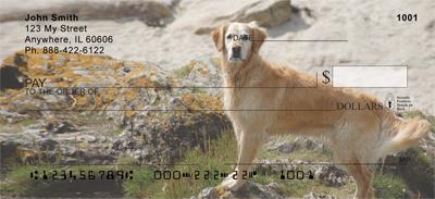 Watchful Golden Retrievers