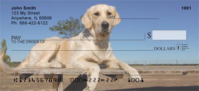Watchful Golden Retrievers