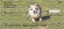 Chihuahuas Outdoors