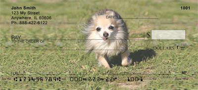 Chihuahuas Outdoors