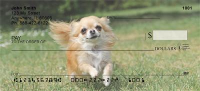 Chihuahuas Outdoors