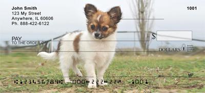 Chihuahuas Outdoors