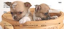 Basket of Chihuahuas