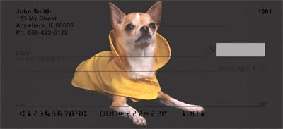 Stylish Chihuahuas