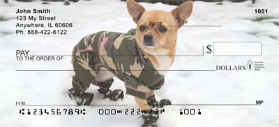 Stylish Chihuahuas