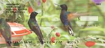 Hummingbirds On Feeders