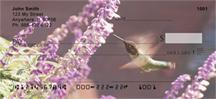 Colibri Hummingbirds