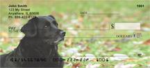 Black Labs On The Grass
