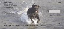 Black Labs In The Water