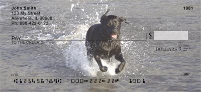 Black Labs In The Water