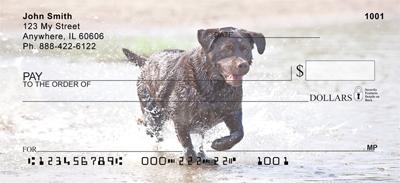 Black Labs In The Water