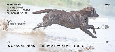 Black Labs In The Water