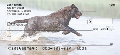 Black Labs In The Water