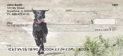 Running Black Labs
