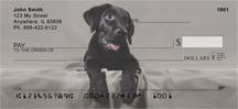 Black Lab Puppies