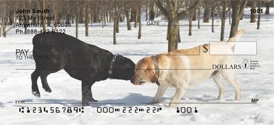 Labrador Tug-of-War