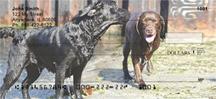 Labradors And Friends