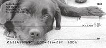 Cuddly Black Labs
