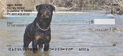 Rottweilers In The Water