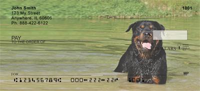 Rottweilers In The Water