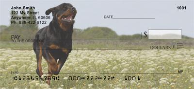 Playful Rottweilers