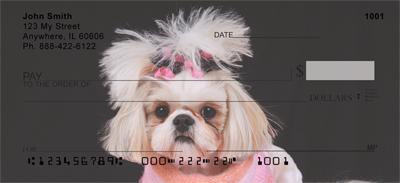 Stylish Shih Tzus