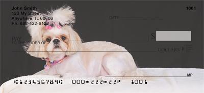 Stylish Shih Tzus