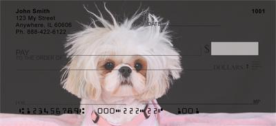 Stylish Shih Tzus