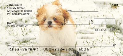 Snowbound Shih Tzus