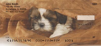 Peekaboo Shih Tzus