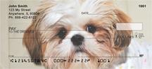 Adorable Shih Tzus