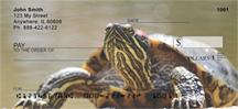 Red-Eared Slider Turtle